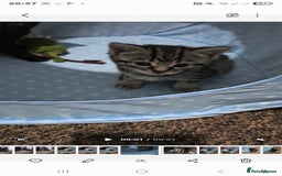 Bengal cats for sale: Bengala - Image 6