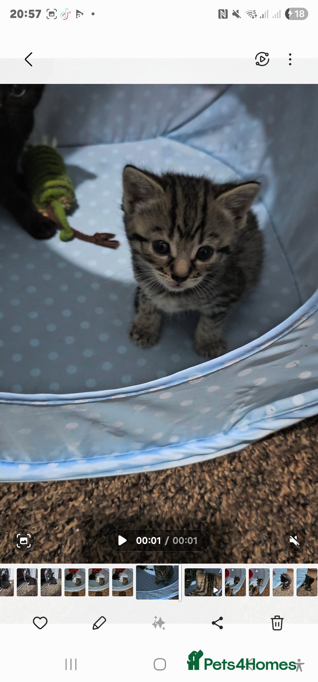 Bengal cats for sale: Bengala - Image 6