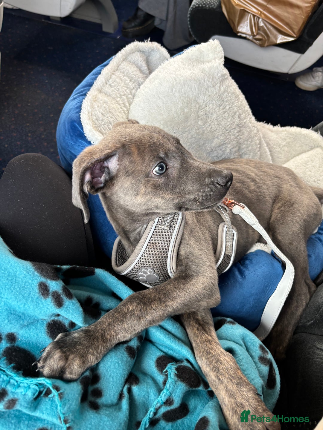 Lurcher dogs for sale: Blue eyed lurcher puppy - Image 3