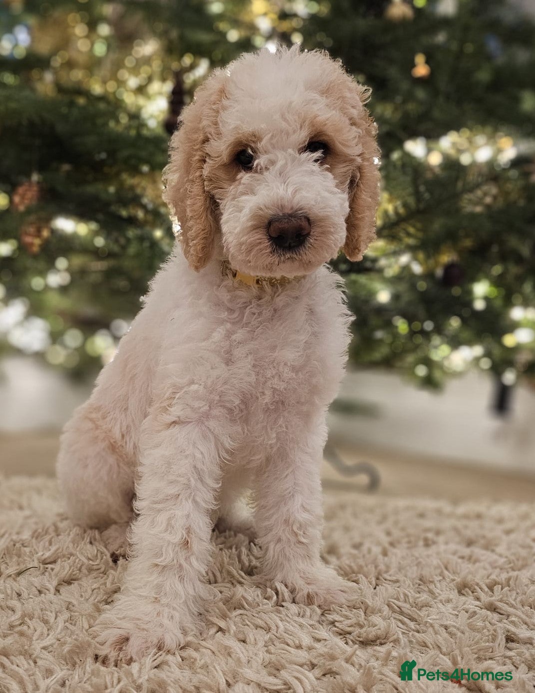 Labradoodle dogs Curly, Hypo-allergenic Labradoodle Pups READY NOW - Advert 1