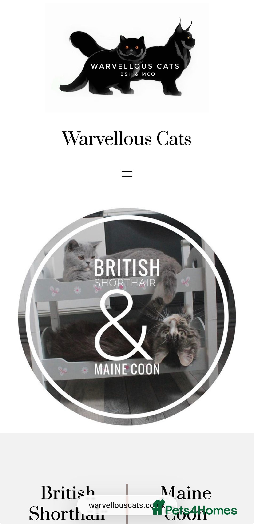 Maine Coon cats for sale: XL Russian Lines TICA registered Maine Coon Boy - Image 22