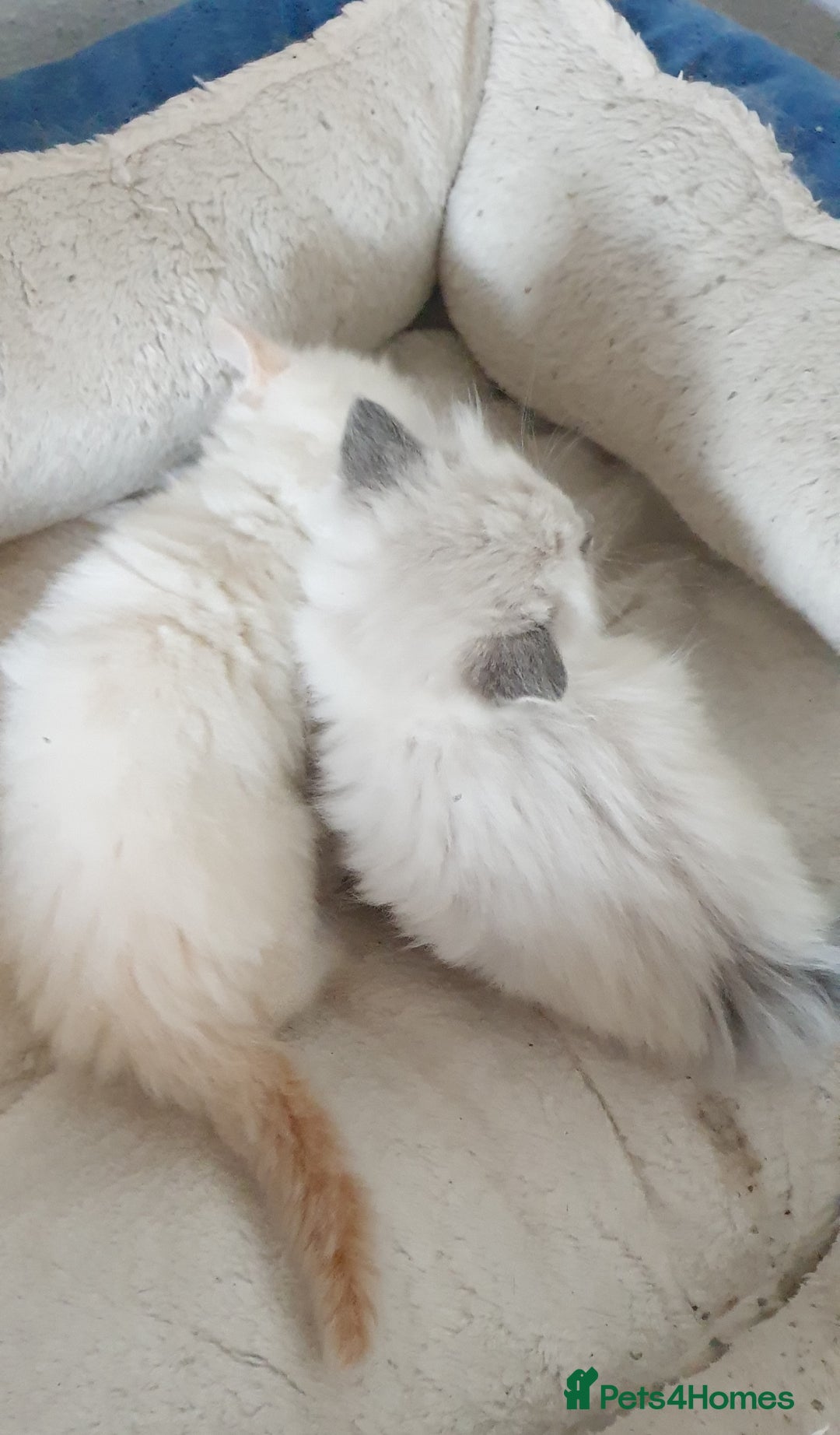 Ragdoll cats for sale: 💗Stunning GCCF registered Ragdoll Kittens. - Advert 31