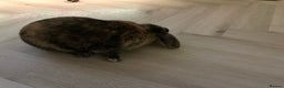 Dwarf Lop rabbits for sale: 2 Female Dwarf Lop Rabbits - Advert 15
