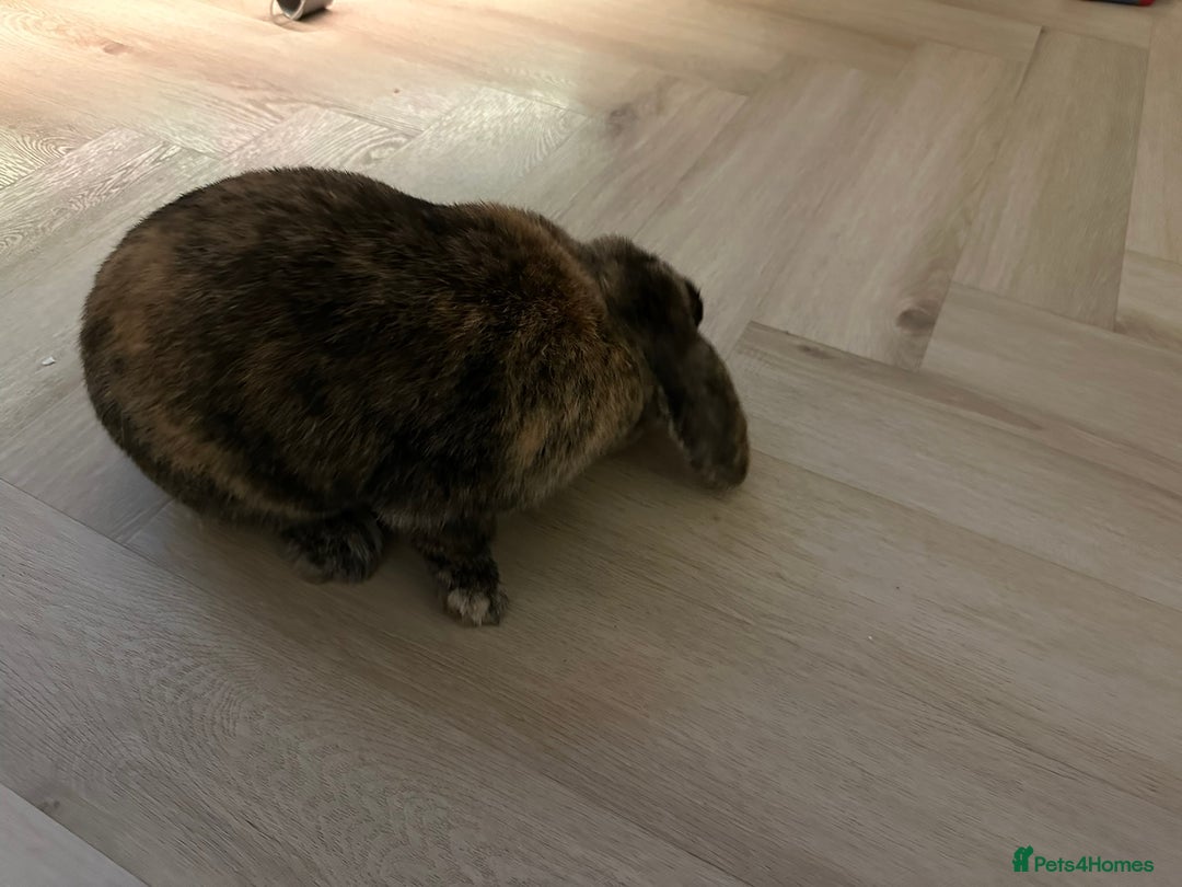 Dwarf Lop rabbits for sale: 2 Female Dwarf Lop Rabbits - Advert 15