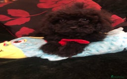 Mixed Breed dogs for sale: shihtzu x toy poodle puppies for sale - Image 29
