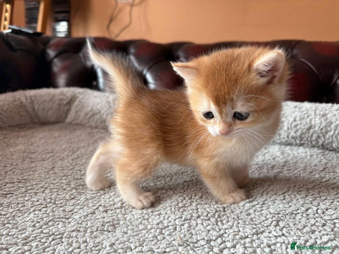 British Shorthair cats for sale: Ready 2 lovely girls AY12 and NY12 / Corin - Image 20