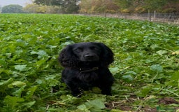 Mixed Breed dogs for sale: Beautiful Labrador × Sprocker Puppies  - Image 4