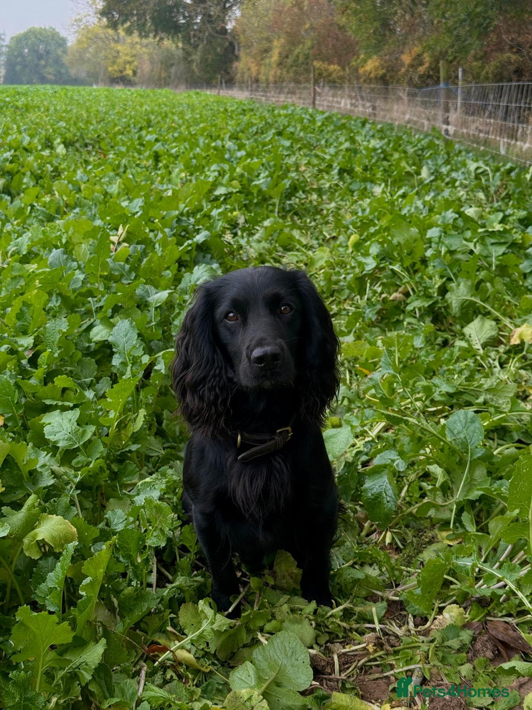 Mixed Breed dogs for sale: Beautiful Labrador × Sprocker Puppies  - Image 4