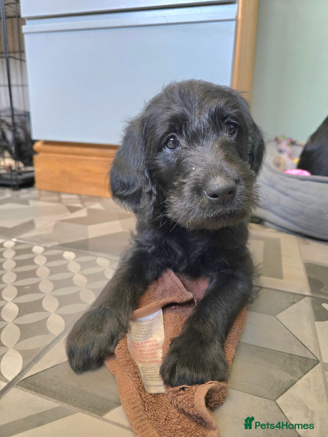 Labradoodle dogs for sale: Only one gorgeous girl left - Advert 3