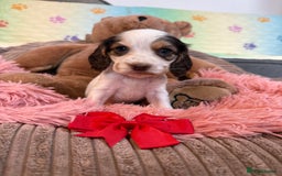 Cocker Spaniel dogs for sale: Beautiful cocker spaniels DNA clear  - Image 18