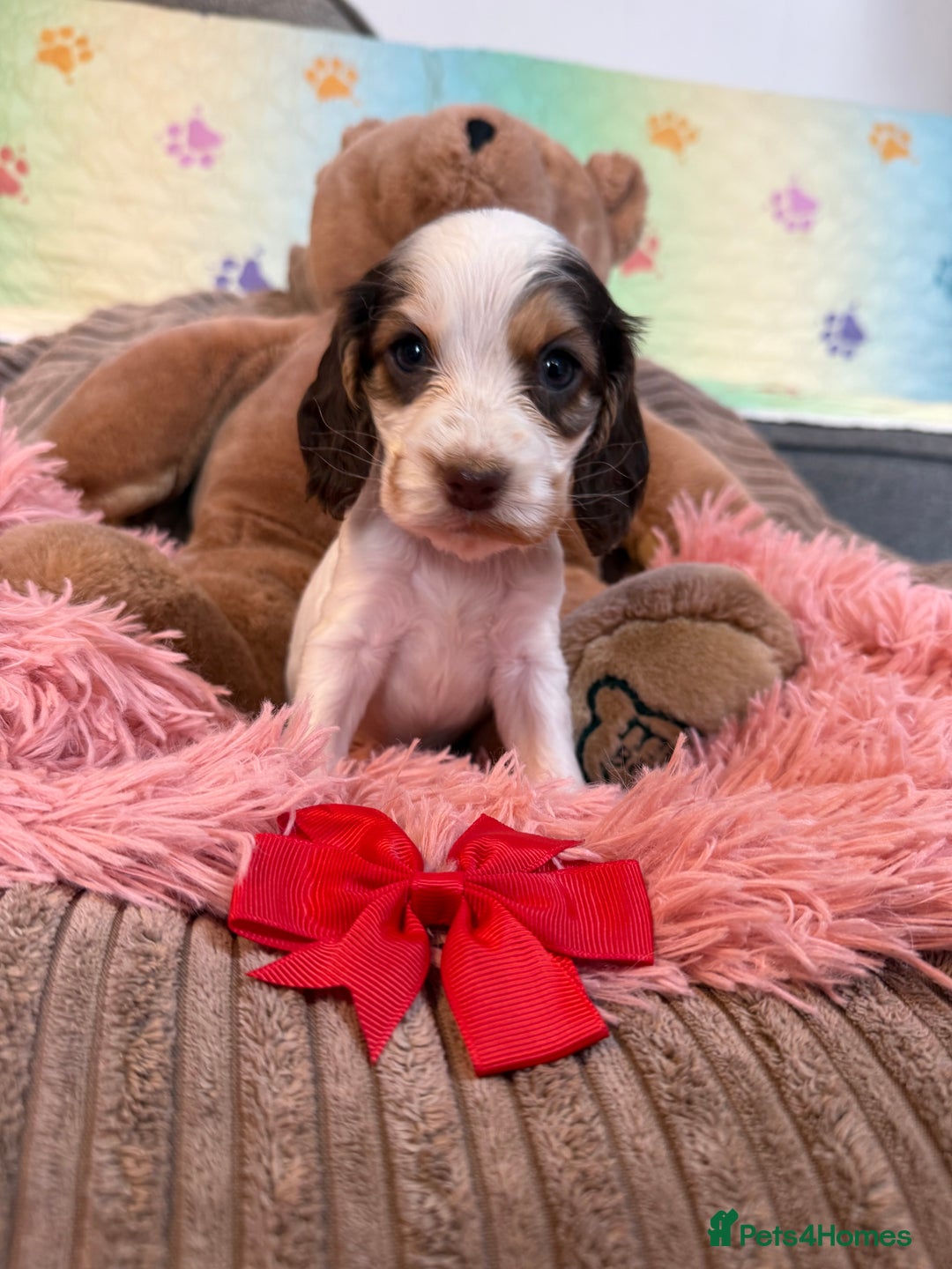 Cocker Spaniel dogs for sale: Beautiful cocker spaniels DNA clear  - Image 18