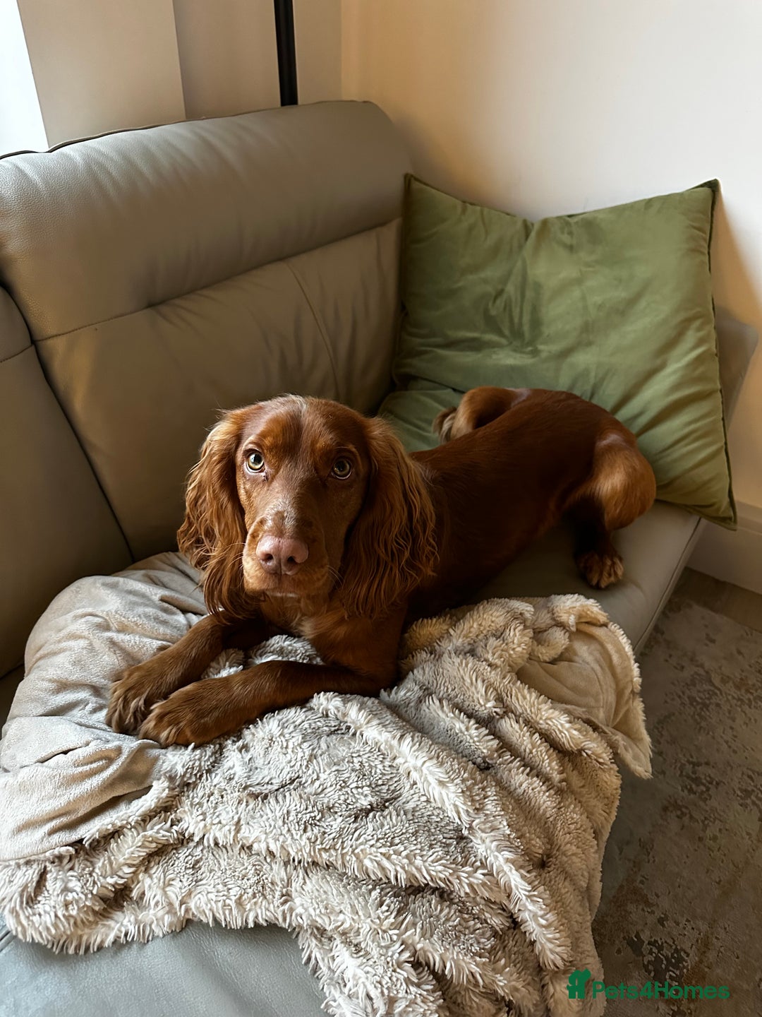 Cocker Spaniel dogs for stud: STUD - Working Cocker Spaniel - Image 11