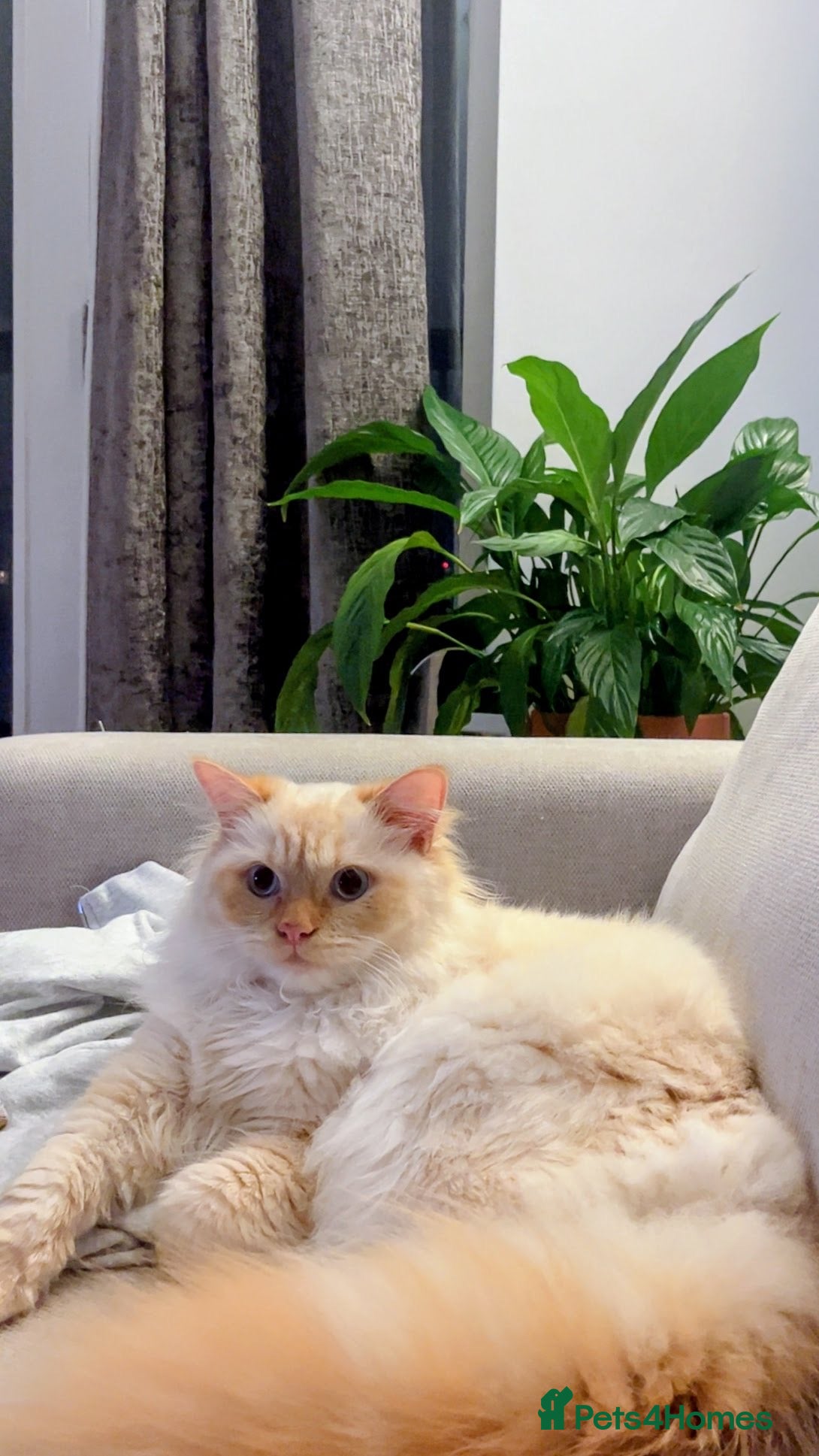 Ragdoll cats 🐾 Ragdoll Stud Cat Available – Suki - Advert 5