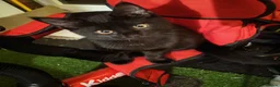 Mixed Breed cats for sale: Beautiful and friendly kittens in Stowmarket - Advert 4