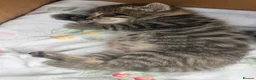 Mixed Breed cats for sale: Tabby/bengal kittens  - Advert 13