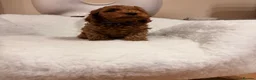 Cavapoo dogs for sale: Stunning Red F1b cavapoo puppies - Advert 31
