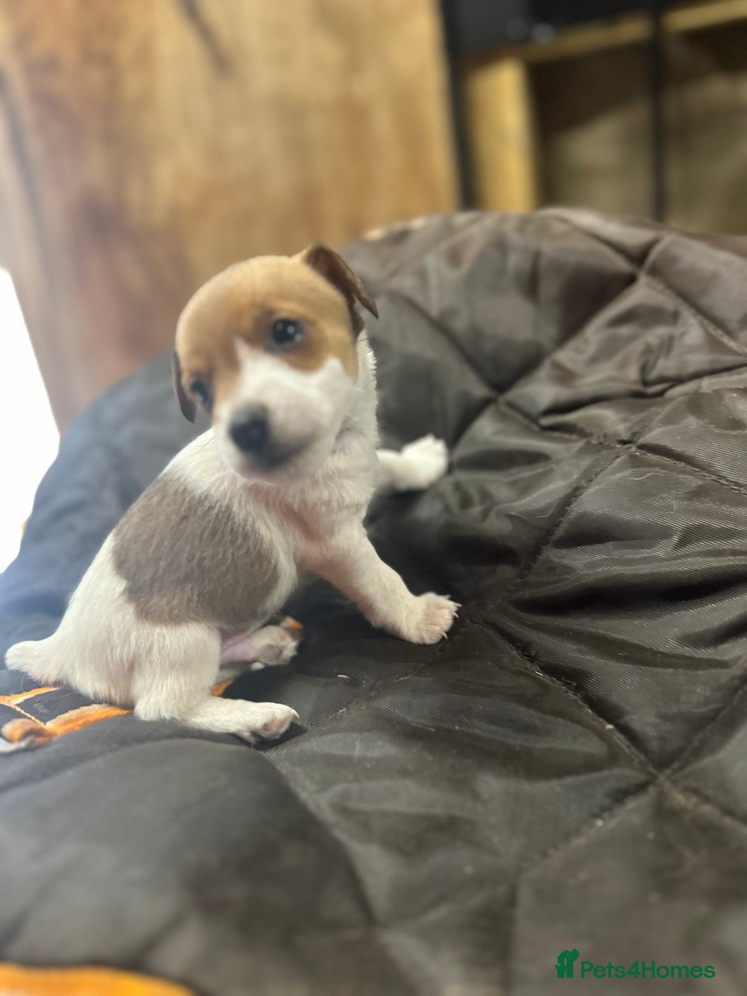 Jack Russell dogs for sale: Beautiful traditional jackrussel Pups  - Advert 12