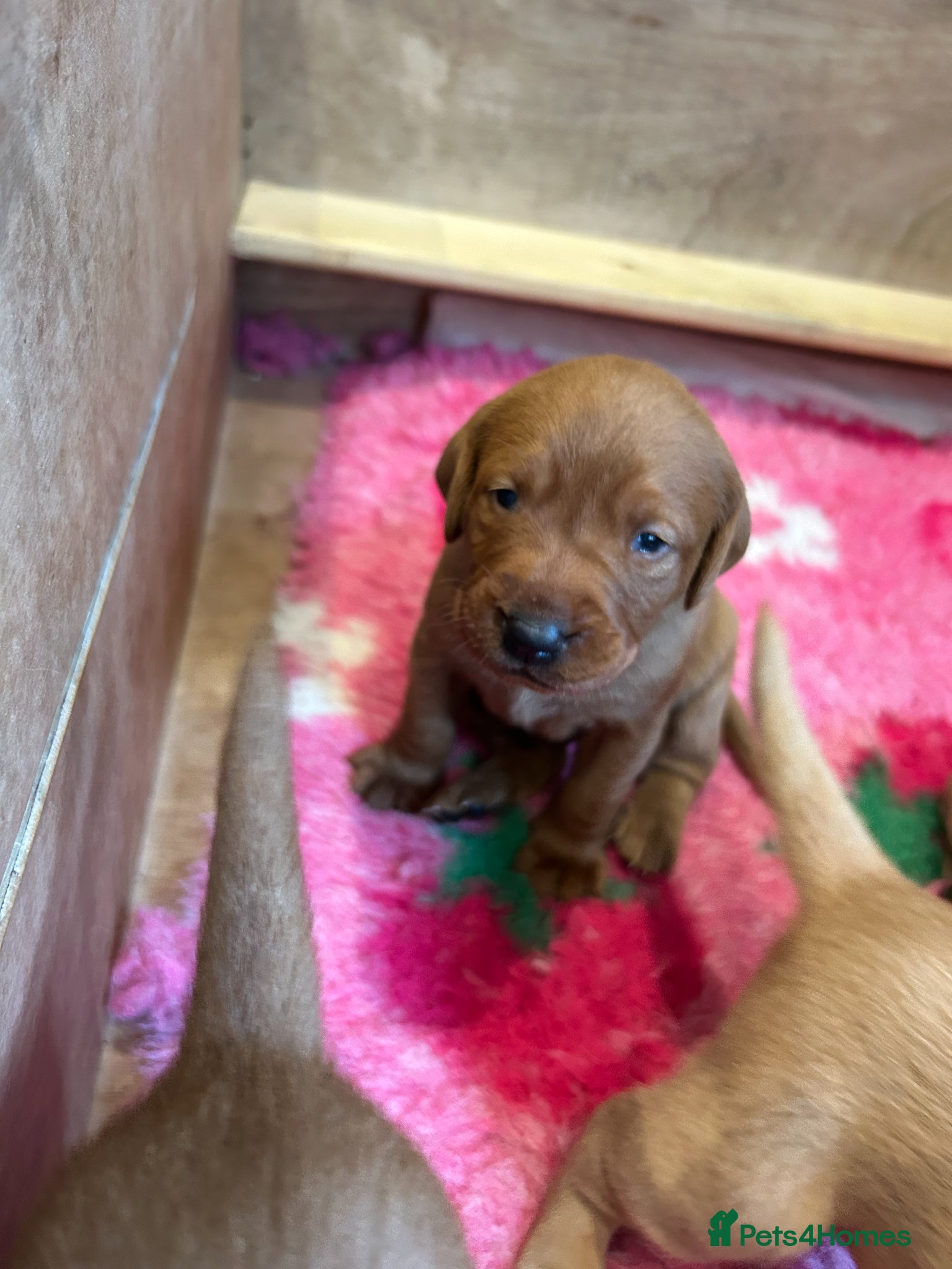 Labrador Retriever dogs Beautiful KC Fox Red Labrador puppies for sale  - Advert 2