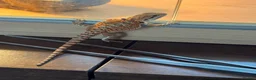 Bearded Dragon reptiles for sale: Baby bearded dragon and full set up in Ashton-under-Lyne - Advert 4
