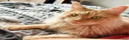 Maine Coon cats for sale: Cream Minecoon  in Bristol - Advert 2
