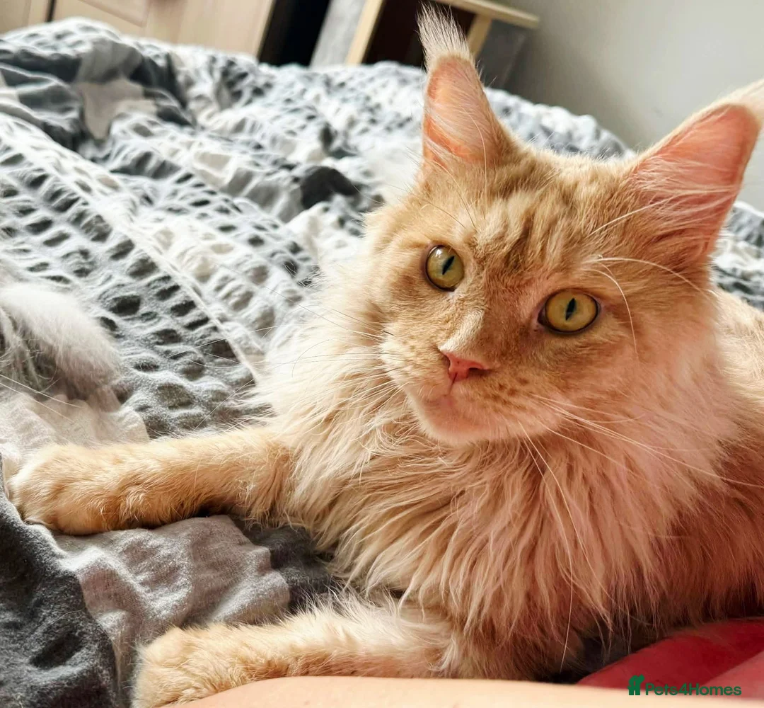 Maine Coon cats for sale: Cream Minecoon  in Bristol - Advert 2