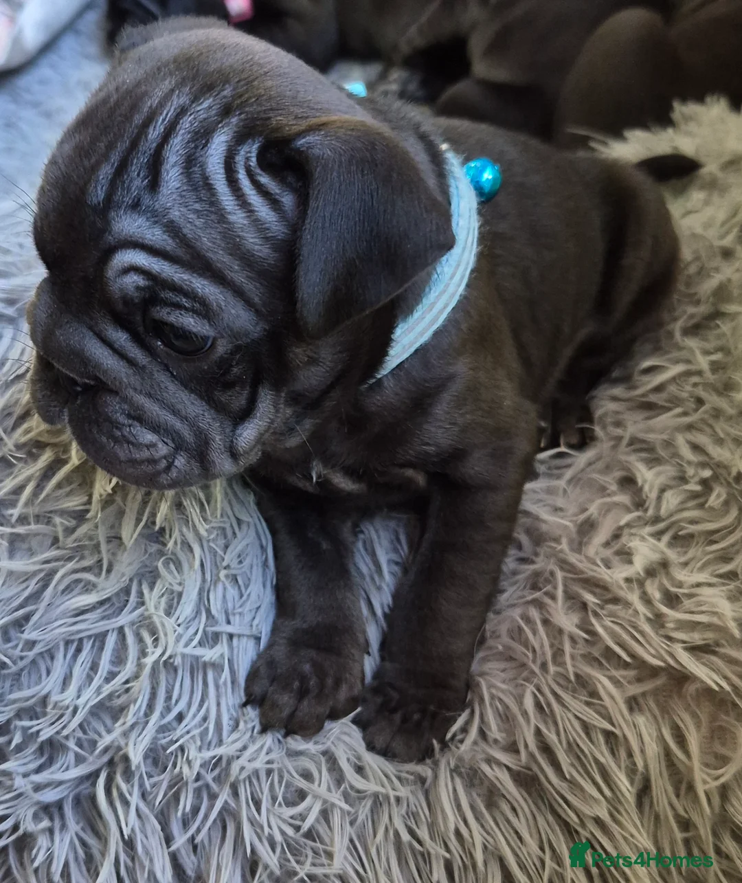 Frug dogs for sale: Frugs - Advert 6