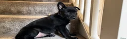 Belgian Shepherd Dog dogs for sale: Stunning Belgian Malinois Puppies  - Advert 12