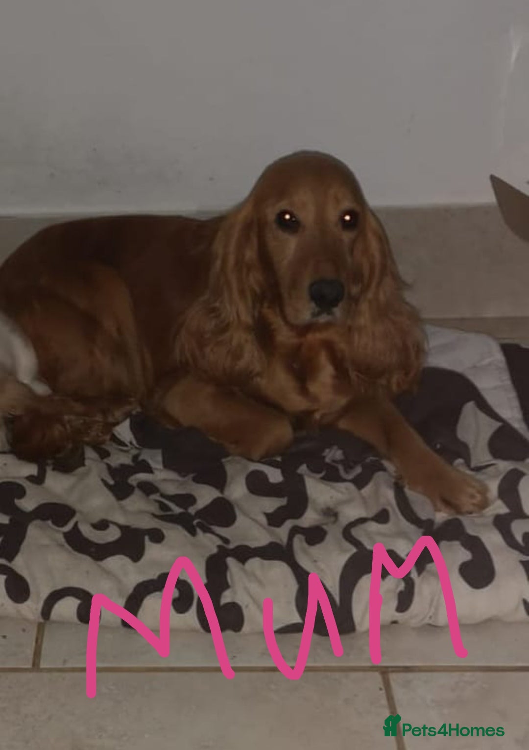 Cocker Spaniel dogs Health tested puppies  - Advert 2