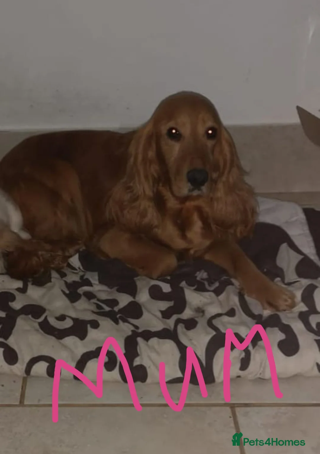 Cocker Spaniel dogs for sale: Health tested puppies  - Advert 1