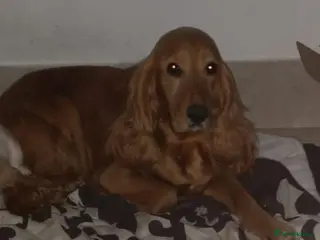 Cocker Spaniel dogs Health tested puppies - Advert 2