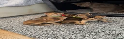 Abyssinian cats for sale: Abyssinian kittens 🌟😻🌟 - Advert 31