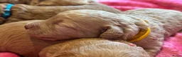 Cockapoo dogs for sale: 1 female toy cockapoo ready to leave.  - Advert 7