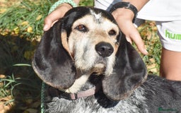 Grand Bleu De Gascogne dogs for adoption: Thor  - Image 7