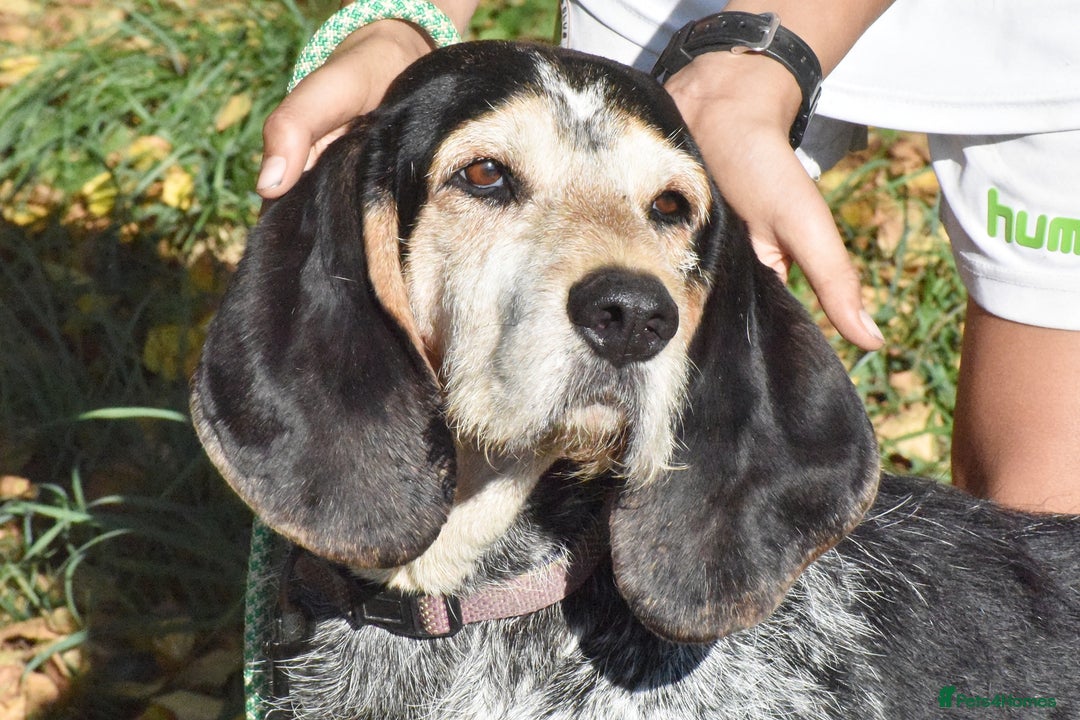 Grand Bleu De Gascogne dogs for adoption: Thor  - Image 7