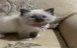 Ragdoll cats for sale: Ragdoll kittens  - Image 4