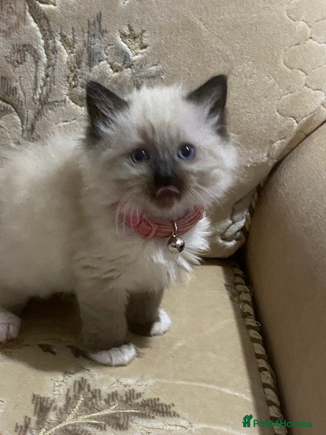 Ragdoll cats for sale: Ragdoll kittens  - Image 4