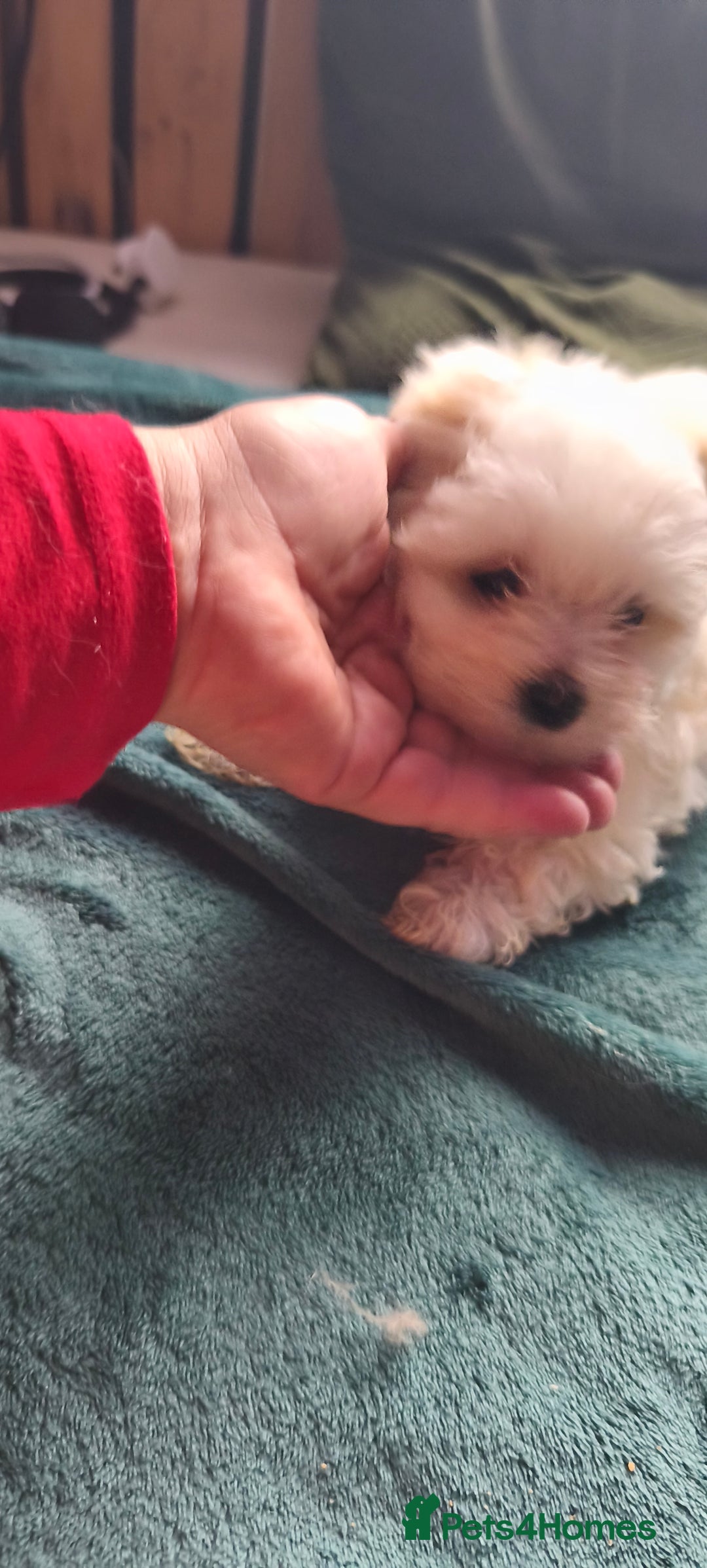 Maltese dogs for sale: Maltese puppys  - Advert 6