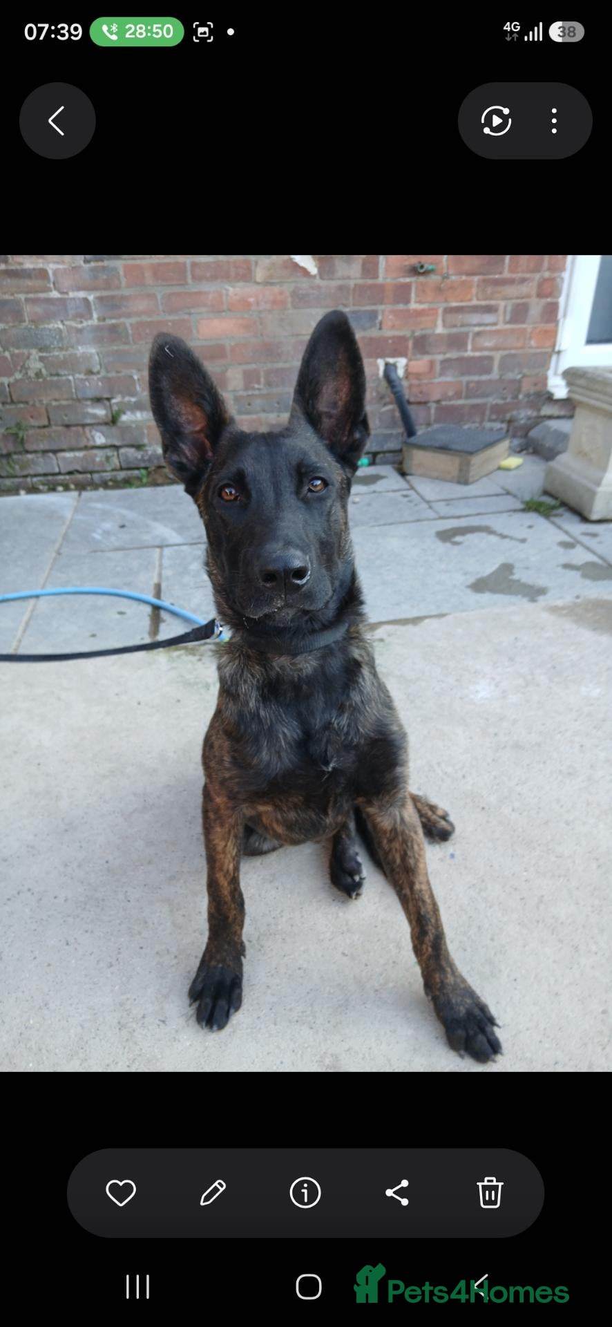 Belgian Shepherd Dog dogs Mali for sale  - Advert 7
