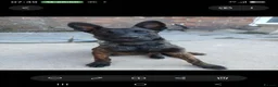 Belgian Shepherd Dog dogs for sale: Mali for sale  - Advert 2