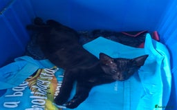 Maine Coon cats for sale: Gorgeous Maine Coon cross Oriental kittens - Image 5