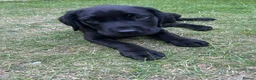 Labrador Retriever dogs for sale: Chunky fox red labrador  - Advert 9