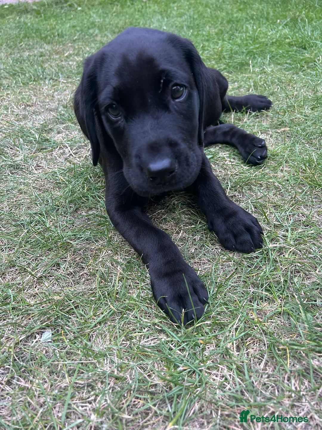 Labrador Retriever dogs for sale: Chunky fox red labrador  - Advert 9