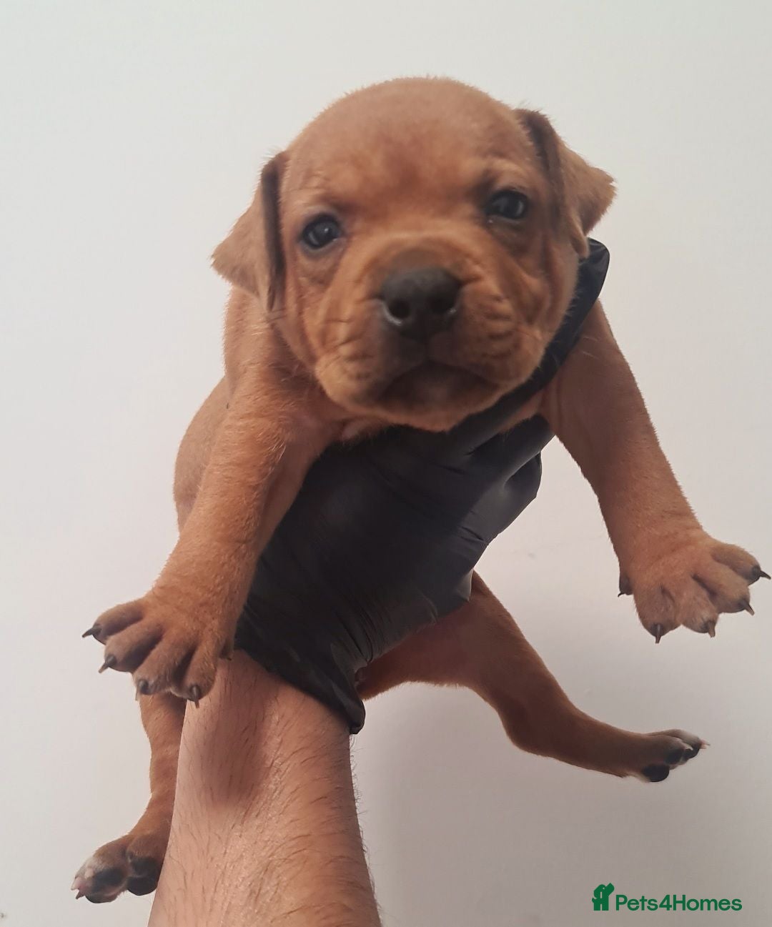 Staffordshire Bull Terrier dogs Red staffy puppys  - Advert 2