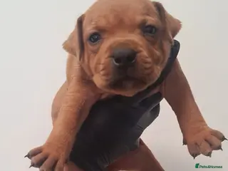 Staffordshire Bull Terrier dogs Red staffy puppys - Advert 2