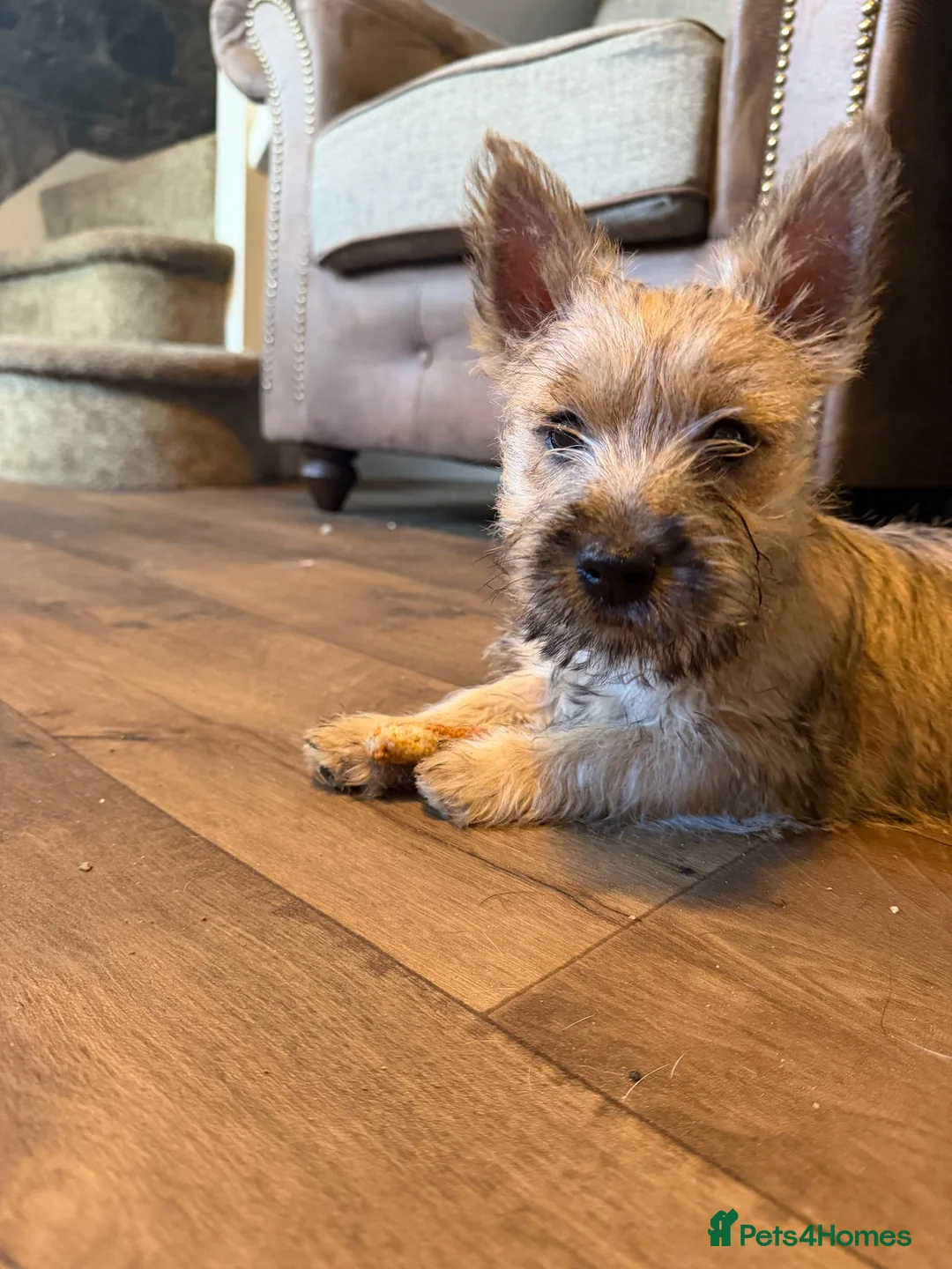 Cairn Terrier dogs for sale: Sweetest Little KC Reg Cairn Terrier Puppies.  - Advert 2