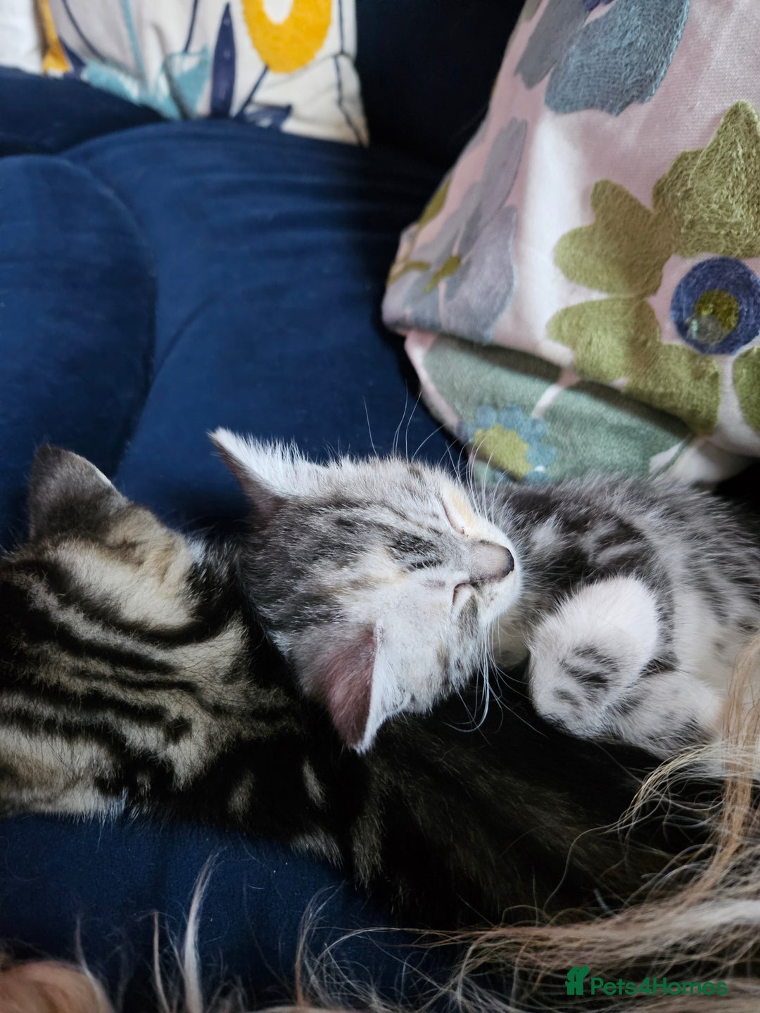 Mixed Breed cats for sale: Chinchilla Persian cross kittens  - Image 13