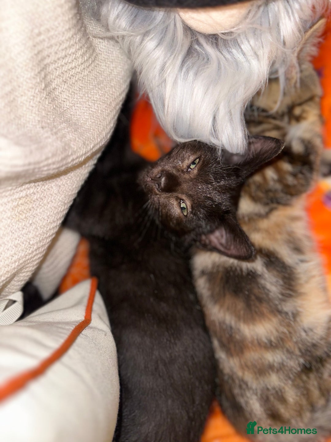 Mixed Breed cats for sale: Tabby and black kittens  - Image 10