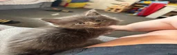Maine Coon cats for sale: 🐾 TICA Registered Maine Coon Kittens 🐾 - Advert 4
