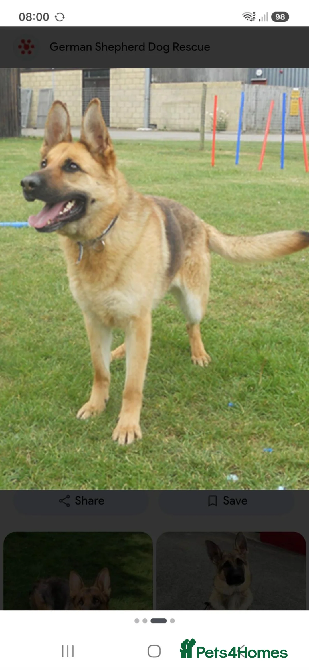 German Shepherd dogs for sale: KC Registered German Shepherd puppy  - Advert 1