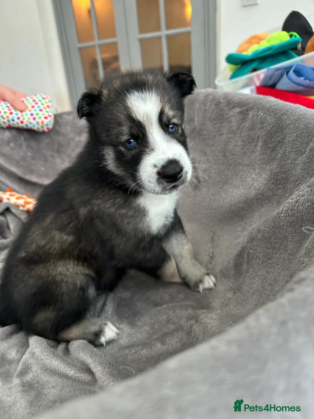 Siberian Husky dogs for sale: Gorgeous Siberian husky puppies - Advert 4